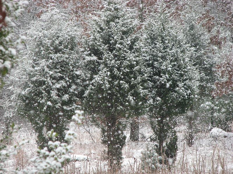 2008-12-07_First_Snow 086.jpg